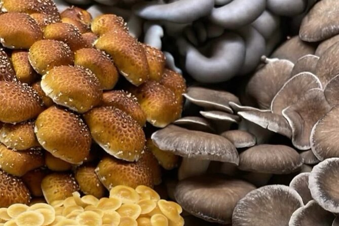 Explore Chicago’s Indoor Mushroom Farm Experience - Key highlights
