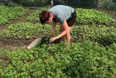 Exploring organic farm & Vietnamese Culinary with Master chef - Morning logistics: pickup, ride time, and how the day flows
