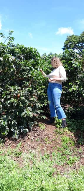 FAIRVIEW COFFEE FARM DAY TOUR - Key Things I’d Pay Attention To