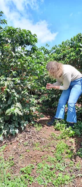 FAIRVIEW COFFEE FARM DAY TOUR - Quick Reality Check: What You’re Really Booking