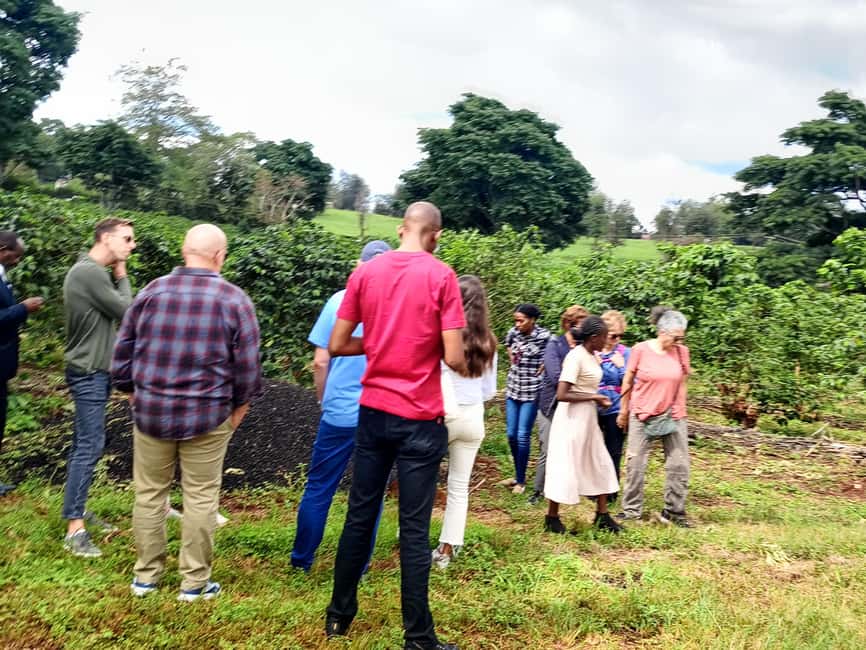 FAIRVIEW COFFEE FARM DAY TOUR - The Farm Walk: Kenyan Coffee Explained While You Stroll