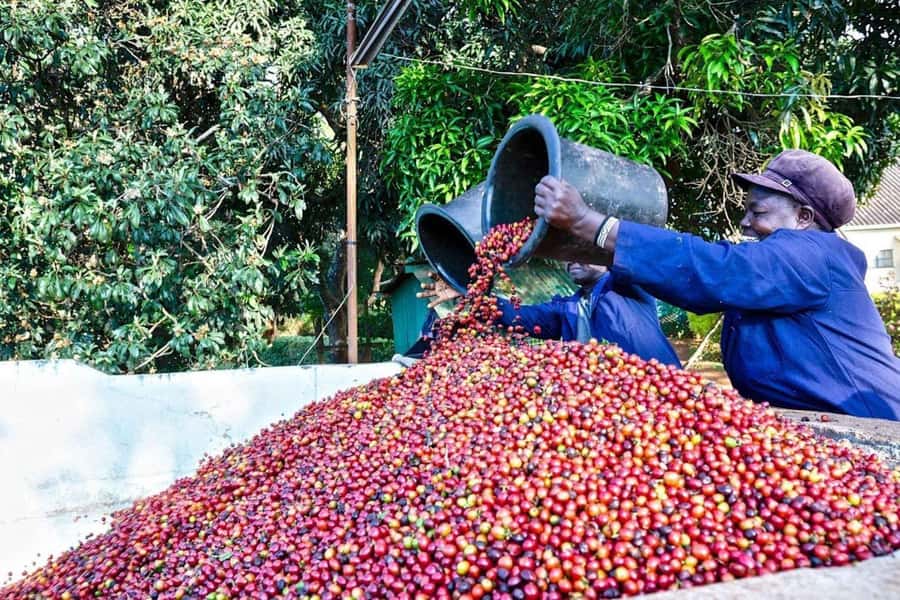 Fairview Coffee Farm Day Tour in Nairobi with Pickup - Nairobi to Kiambu: What the pickup day feels like