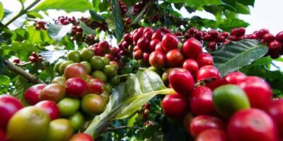 Fairview Coffee Farm Day Tour in Nairobi with Pickup - Fairview Coffee Estate: the 100-acre walkthrough that explains everything