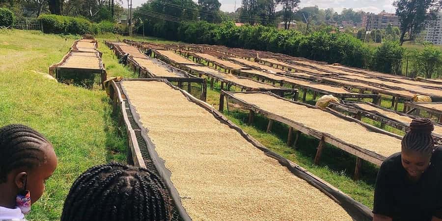 Fairview Coffee Farm Day Tour in Nairobi with Pickup - Should you book the Fairview Coffee Farm Day Tour?