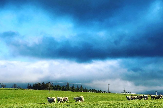Farm Attraction - Highland Cows, Animal Feeding, Wholesome fun! - More Than Cows: Sheep, Goats, Pigs, and Poultry