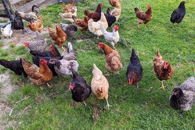 Farm Experience with Ponies, Bunnies, Chickens and Goats - How long it takes and how $55 stacks up for value