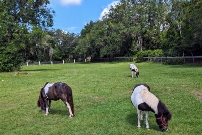 Farm Experience with Ponies, Bunnies, Chickens and Goats - Where it starts, where it ends, and what to plan for