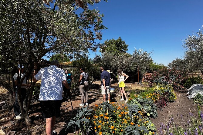 Farm to Table Cooking Experience in San Miguel - Key Highlights