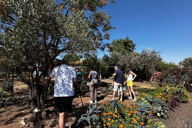 Farm to Table Cooking Experience in San Miguel - 9:00 AM Pickup and the Flow of a 4-Hour Cooking Day