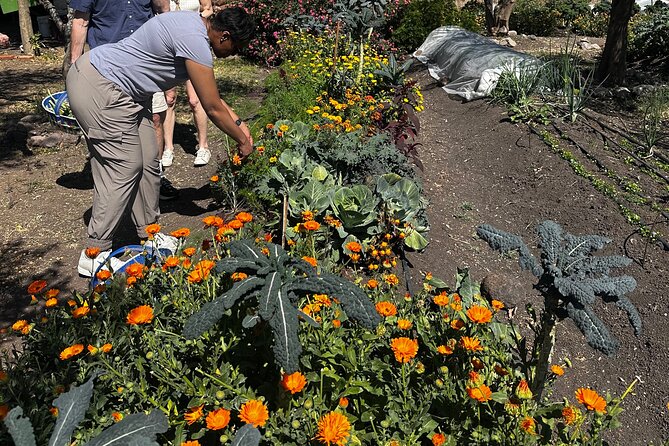 Farm to Table Cooking Experience in San Miguel - The Garden Lunch: A Real 4-Course Meal You’ll Want to Repeat
