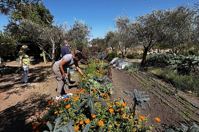 Farm to Table Cooking Experience in San Miguel - Who This Farm-to-Table Tour Fits Best