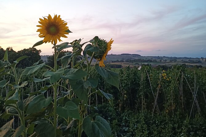 Farm-to-table Food Experience - The meal: traditional antipasto, pasta, and a local dessert you’ll remember