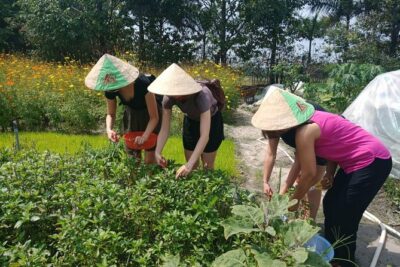 Farm-To-Table Healthy Cooking Class in Ho Chi Minh City - Getting From Your Hotel to the Agricultural Villages
