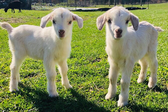 Farm Tour at Clover Brooke Llama/Alpaca/Goat Farm - Quick take: Clover Brooke Farm Tour highlights