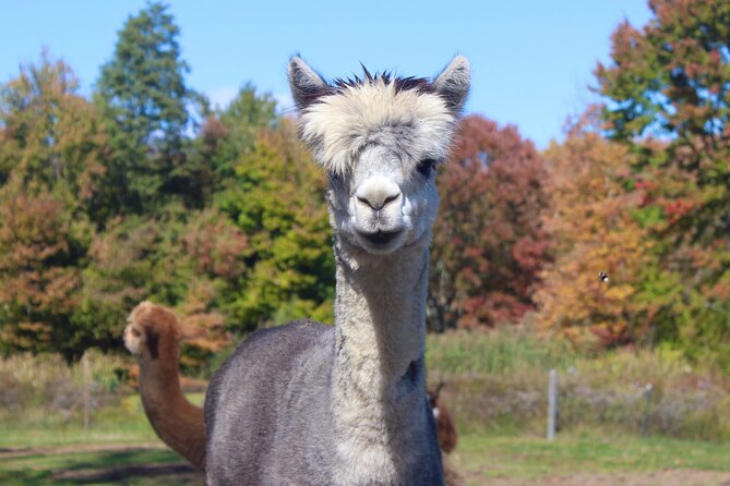 Farm Tour at Clover Brooke Llama/Alpaca/Goat Farm - Meet the stars: llamas, alpacas, sheep, and goats up close