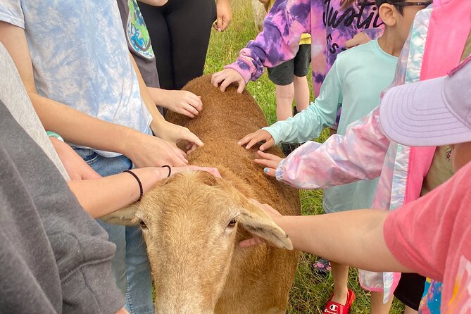 Farm Tour at Clover Brooke Llama/Alpaca/Goat Farm - The walking tour feel: pasture time, animal encounters, and pauses