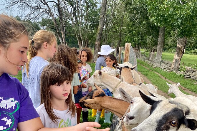 Farm Tour at Clover Brooke Llama/Alpaca/Goat Farm - Who this tour suits best (and who might feel underfed)