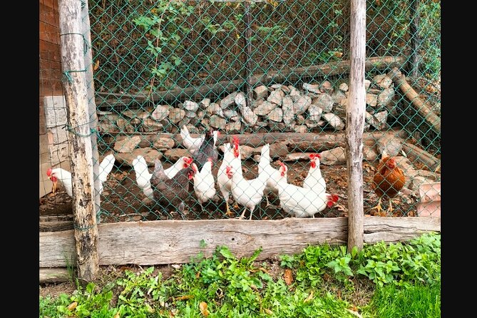 Farm Tour & Cooking Class: Discover the Flavors of Lake Como - Why this Lake Como farm-to-table day starts on a farm