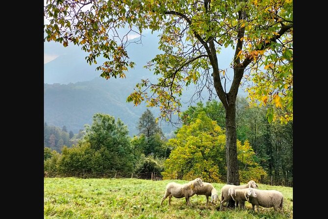 Farm Tour & Cooking Class: Discover the Flavors of Lake Como - Price and value: what $235.81 buys you in 4 hours