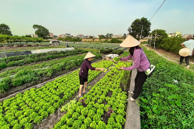 Farm tour & Home cooking class with local family in Hanoi - Mandy’s home cooking class: hands-on, four dishes, no guesswork