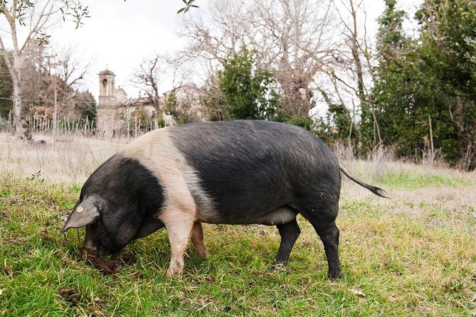 Farm Tour: the Cinta Senese Tuscan pig - Key Things to Know Before You Go