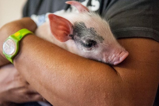 Farm Tour: the Cinta Senese Tuscan pig - Arriving in Montepulciano’s Cinta Senese Country