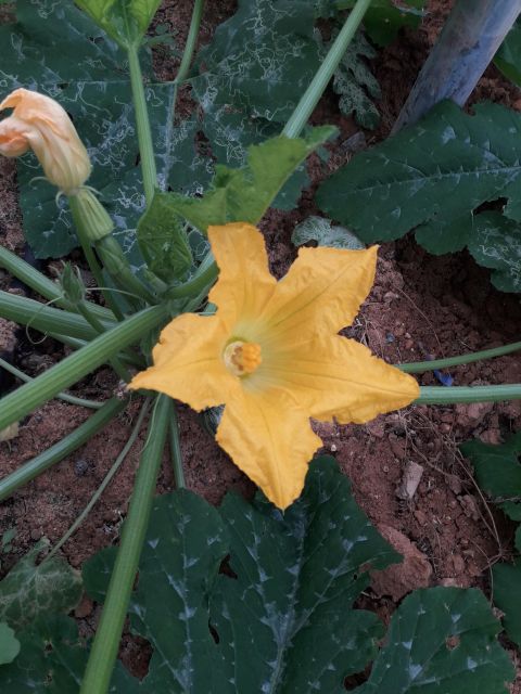 Farm Tour with Cheese-Making, Olive Oil Tasting & Picnic - Cretan Vibes Farm on National Road 97: The easy way to find it