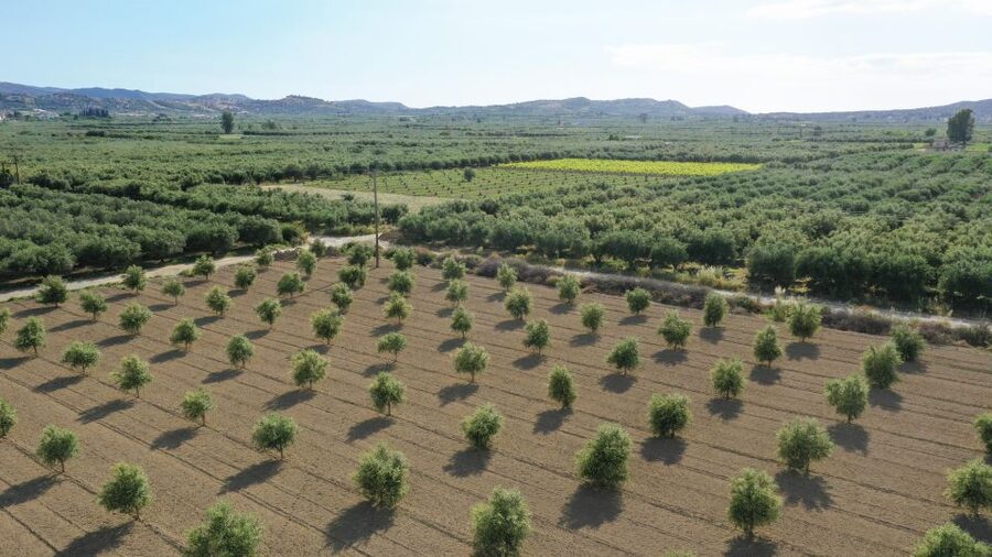 Farm Tour with Cheese-Making, Olive Oil Tasting & Picnic - The oil-tasting lesson: smell first, then taste
