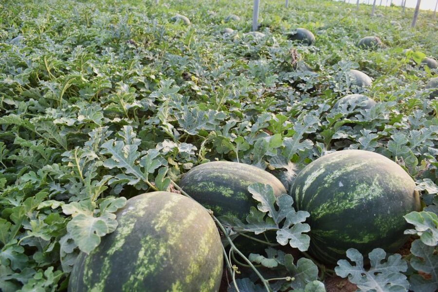 Farm Tour with Cheese-Making, Olive Oil Tasting & Picnic - Who this farm tour suits best