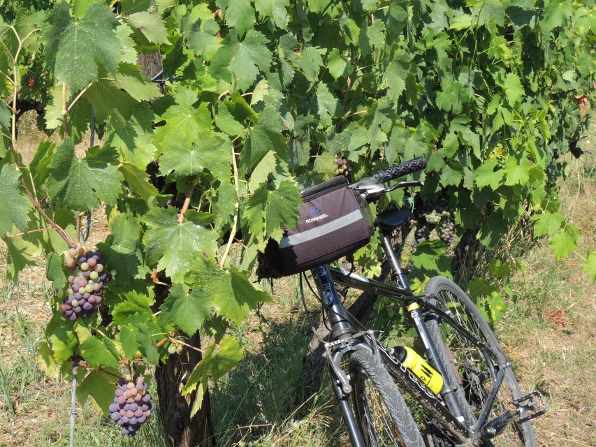 Florence: Chianti Hills Bike Tour with Farm Lunch & Wine - Price and Value: what $152 buys you in a real Chianti day