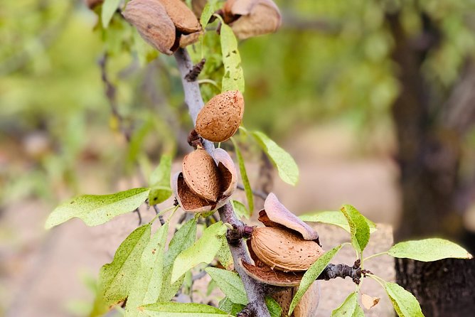 Food Experience at our Farm in Noto Hills - Key highlights at Three Farms Island