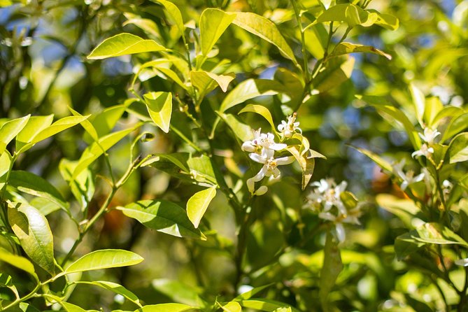 Food Experience at our Farm in Noto Hills - The farm walk: gardens, herbs, and a real reason for seasonality