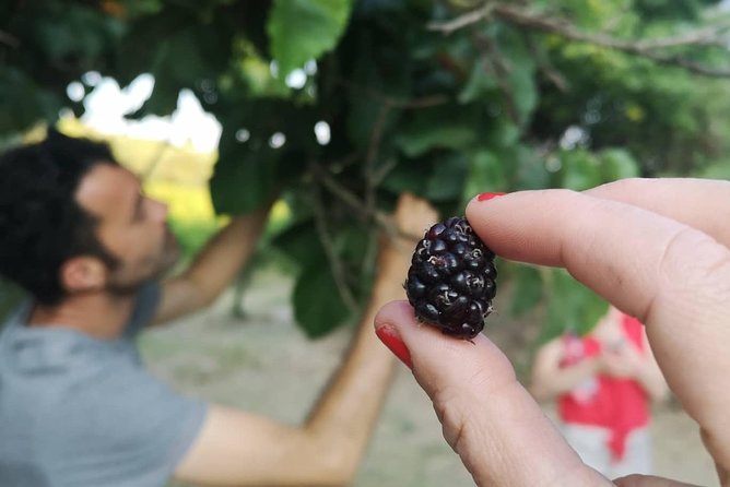 Food Experience at our Farm in Noto Hills - Timing, duration, and how to plan your day around it