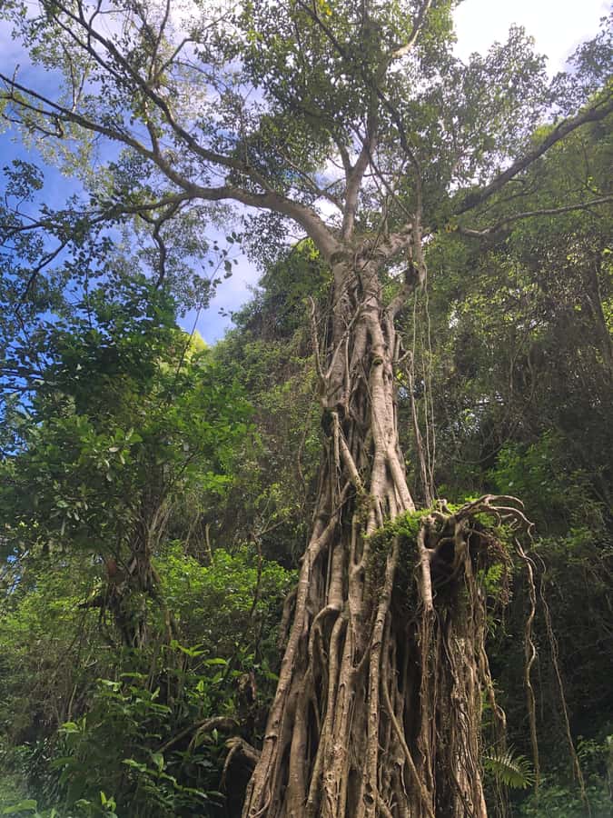 From Arusha: Coffee Farm and Mangalia Waterfalls Tour - Hidden gem vibes at Mangalia Waterfalls: swimming, photos, and a short hike