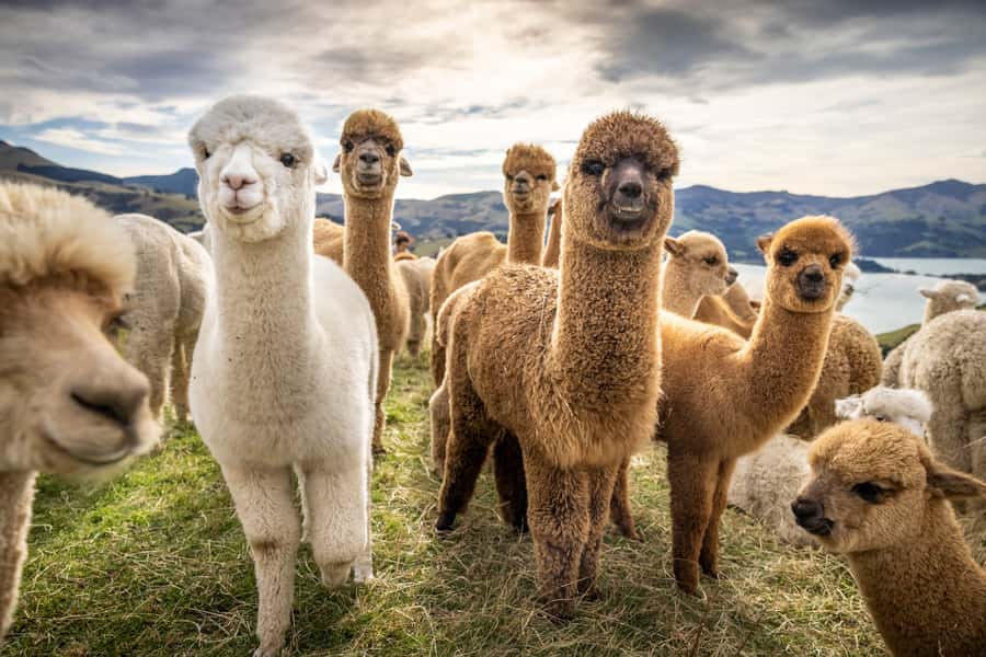 From Baku: Shamakhi City and Alpaca Farm Tour - Baku to Shamakhy in one day: what the timing really means
