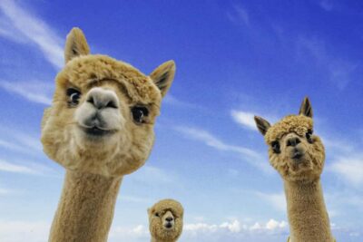 From Baku: Shamakhi City and Alpaca Farm Tour - Diribaba Mouseleum: the history stop that sets the tone