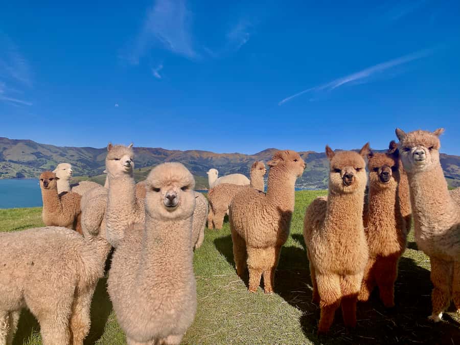 From Baku: Shamakhi City and Alpaca Farm Tour - Alpaca Azerbaijan farm time: hands-on and genuinely fun