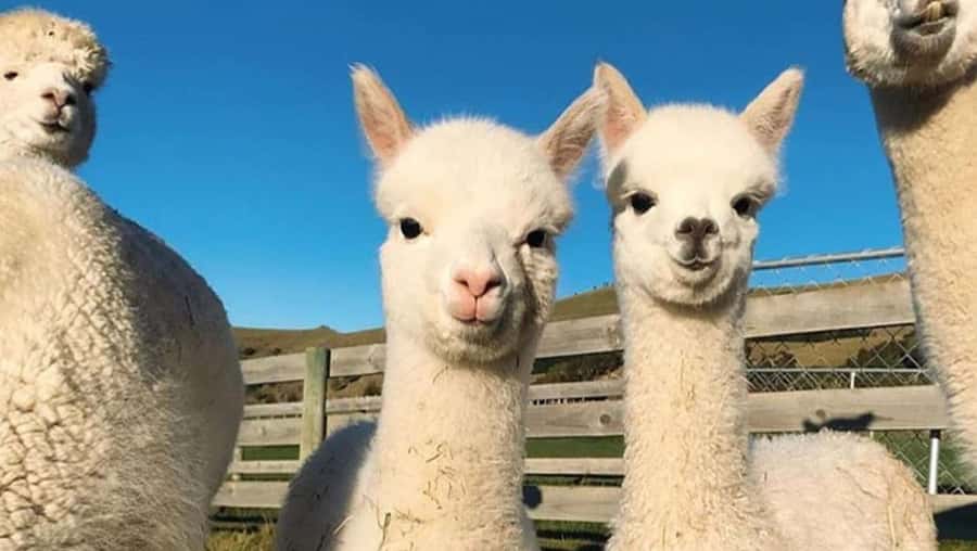 From Baku: Shamakhi City and Alpaca Farm Tour - Who should book this Shamakhy and alpaca day trip