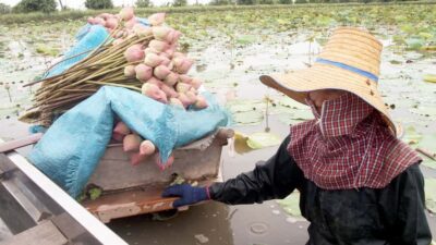 From Bangkok: Mahasawat Canal and farm with Lunch - Getting out of Bangkok: pickup points, private comfort, and timing reality