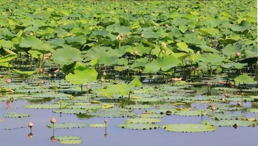 From Bangkok: Mahasawat Canal and farm with Lunch - Make your own Khao Tang Na Tang snack (then eat it)