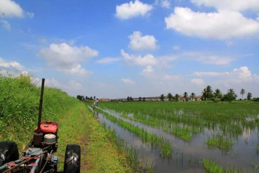 From Bangkok: Mahasawat Canal and farm with Lunch - Fruit orchards and gag fruit: the monster-looking surprise