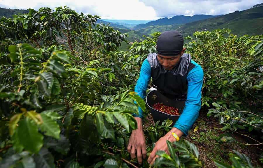 From Bogota: 5 hour guided coffe farm tour - All included - Key highlights to know before you go