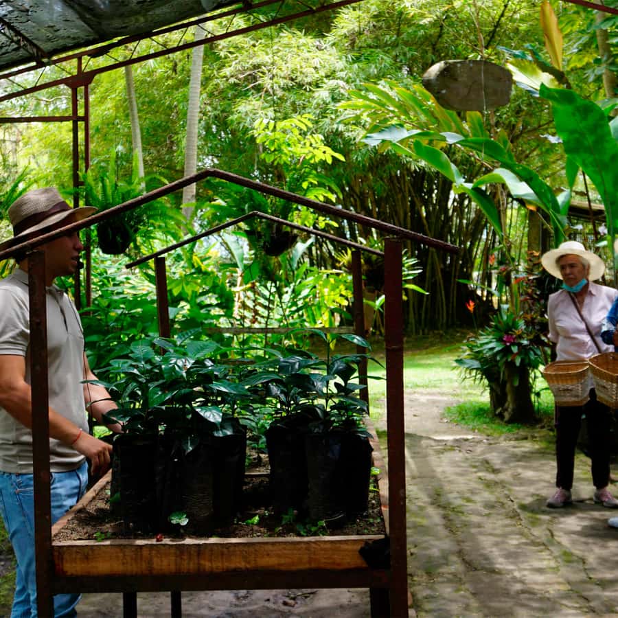 From Bogotá: Coffee Farm and Tequendama Falls Tour - Coffee farm tour: seeing coffee production from fruit to cup