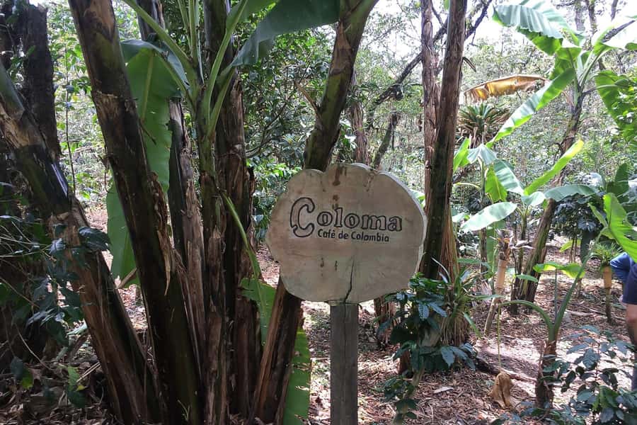 From Bogotá: Coffee Farm Experience Private Day Tour - Orchid Gardens and Birds: When Nature Becomes Part of the Coffee Lesson