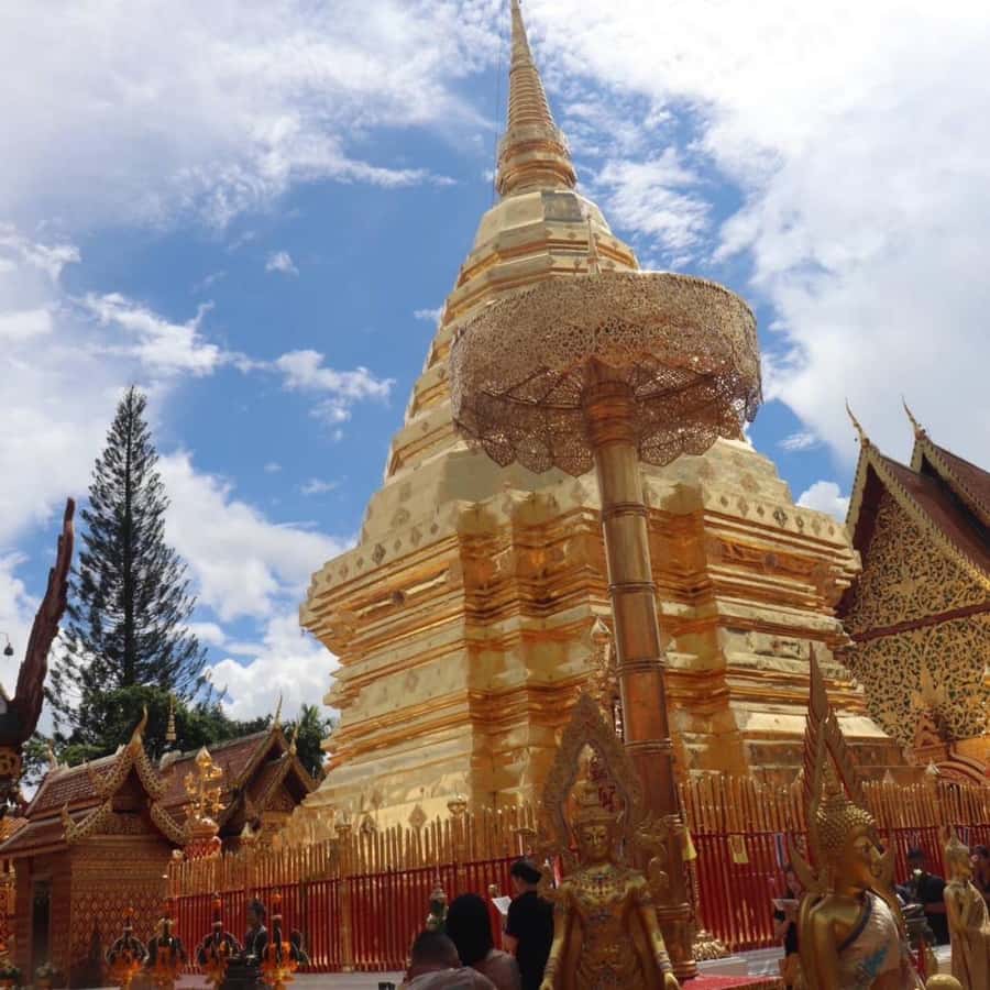 From Chiang Mai: Temples, Sticky Waterfall, and Orchid Farm - Orchid and butterfly farm: more than just pretty photos