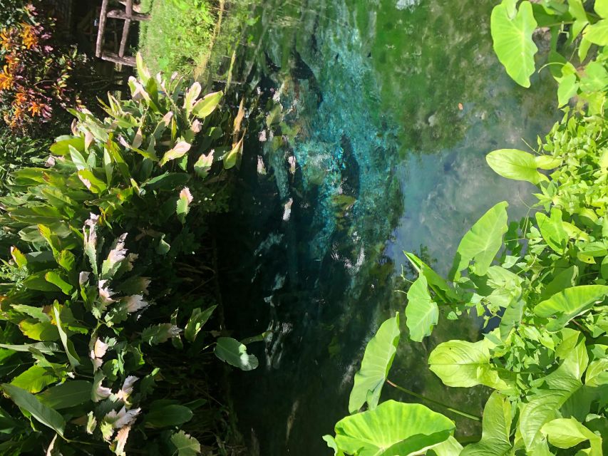 From Chiang Mai: Temples, Sticky Waterfall, and Orchid Farm - Lunch stops built into the farm day