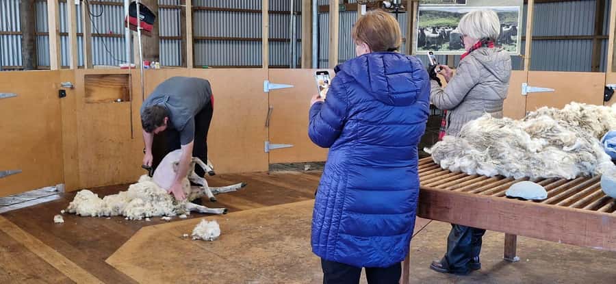 From Christchurch: Sheep Farm Experience with Lunch & Winery - The Christchurch Highlights Loop on the Return