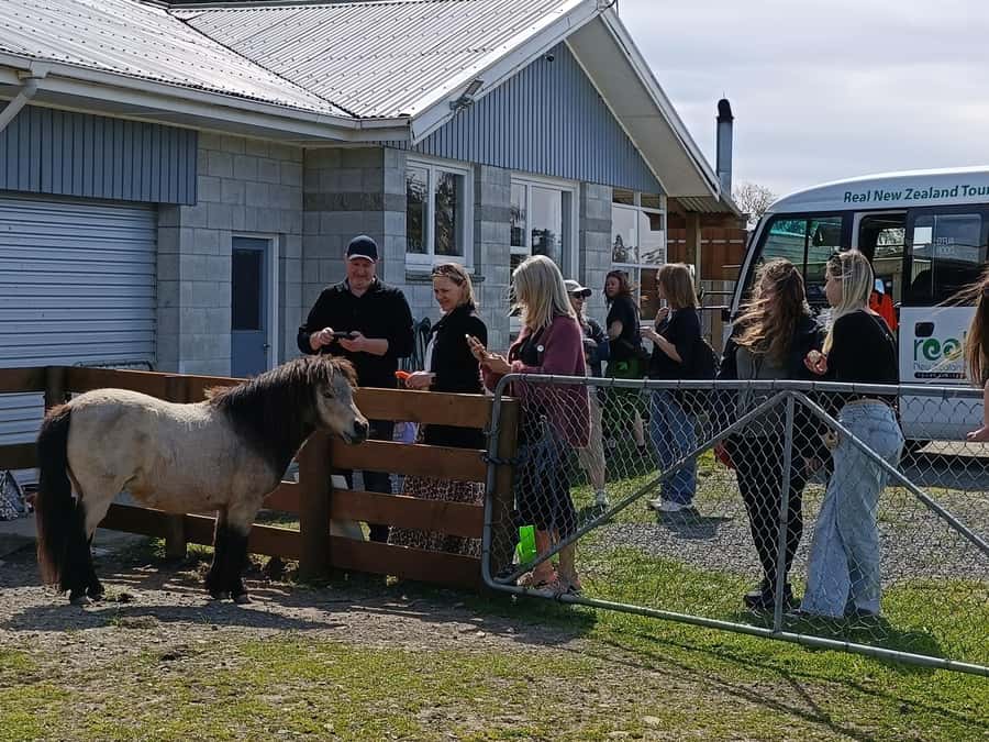 From Christchurch: Sheep Farm Experience with Lunch & Winery - Glenafric Farm Tour With James Hoban, Woolshed Moments, and Working Dogs