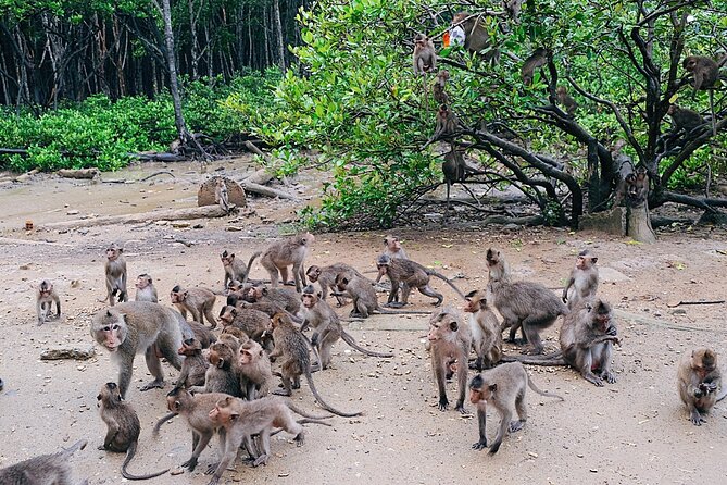 From Ho Chi Minh: Can Gio Trek – Monkey Island & Crocodile Farm - Canoe Ride and the Speedboat Option: Choose the Vibe