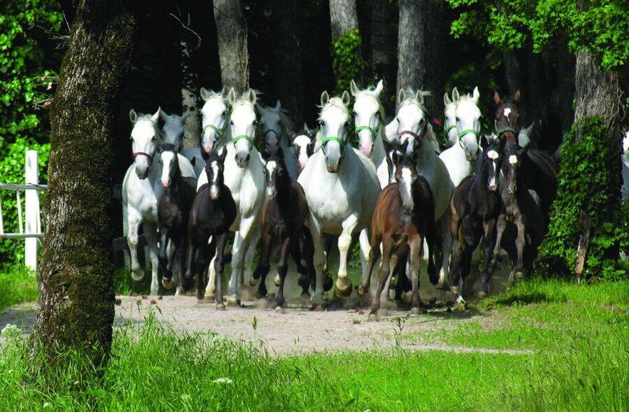 From Ljubljana: Lipica Stud Farm and Piran Full-Day Tour - Price and value: what the €111 really covers